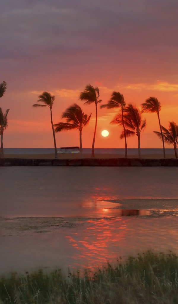 Ряд пальм на берегу моря на фоне заката