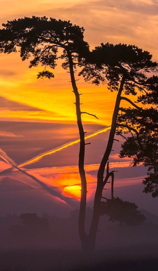 Дерево на фоне заката и следов самолета в небе