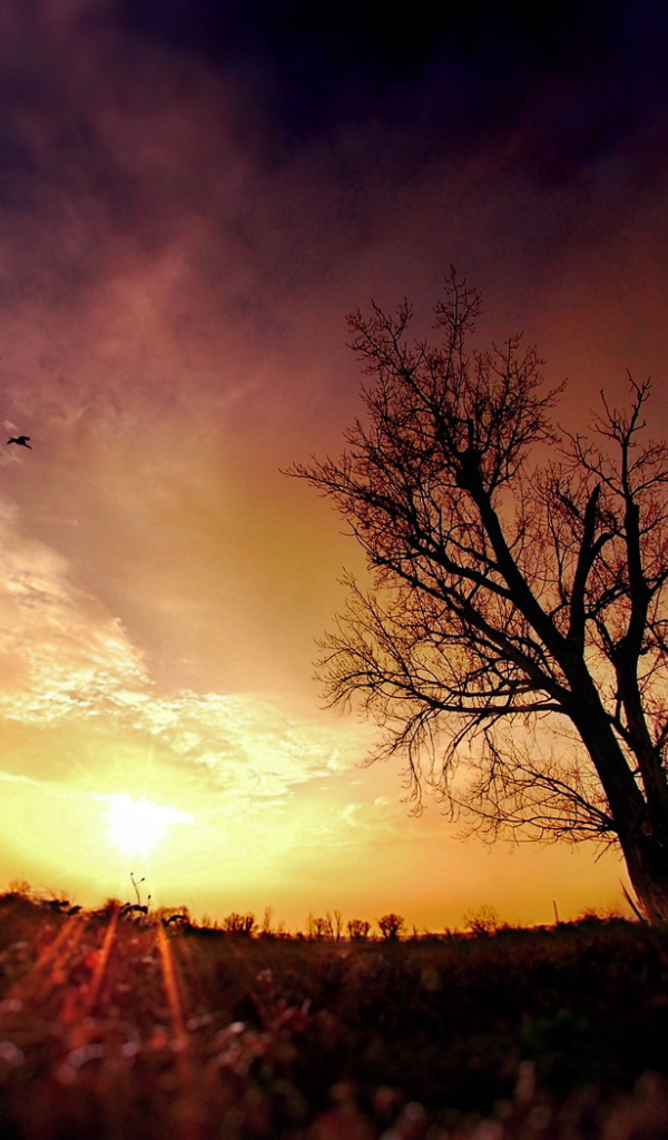 Птицы в облаках на закате