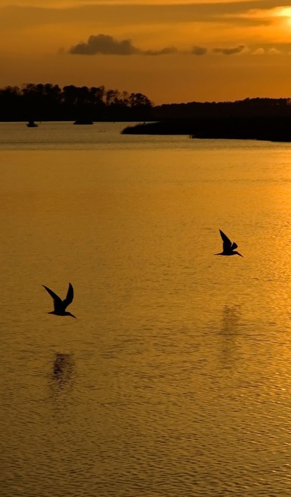 Птицы на озере во время заката