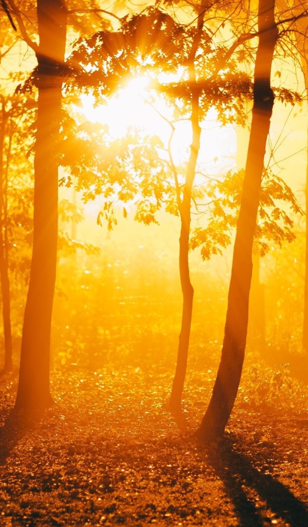 Огненный закат в осеннем лесу