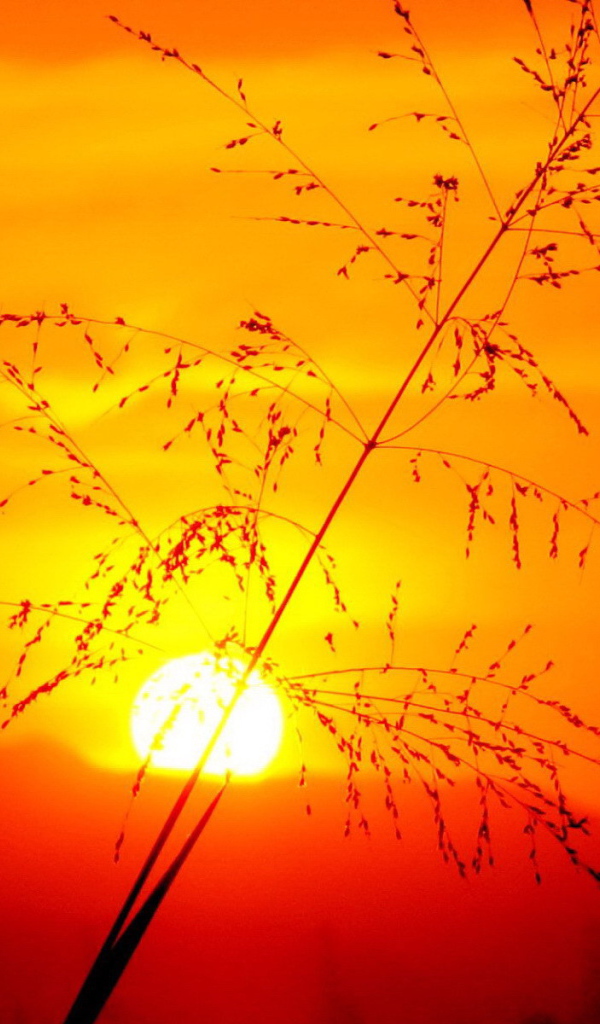 Травинка на закате