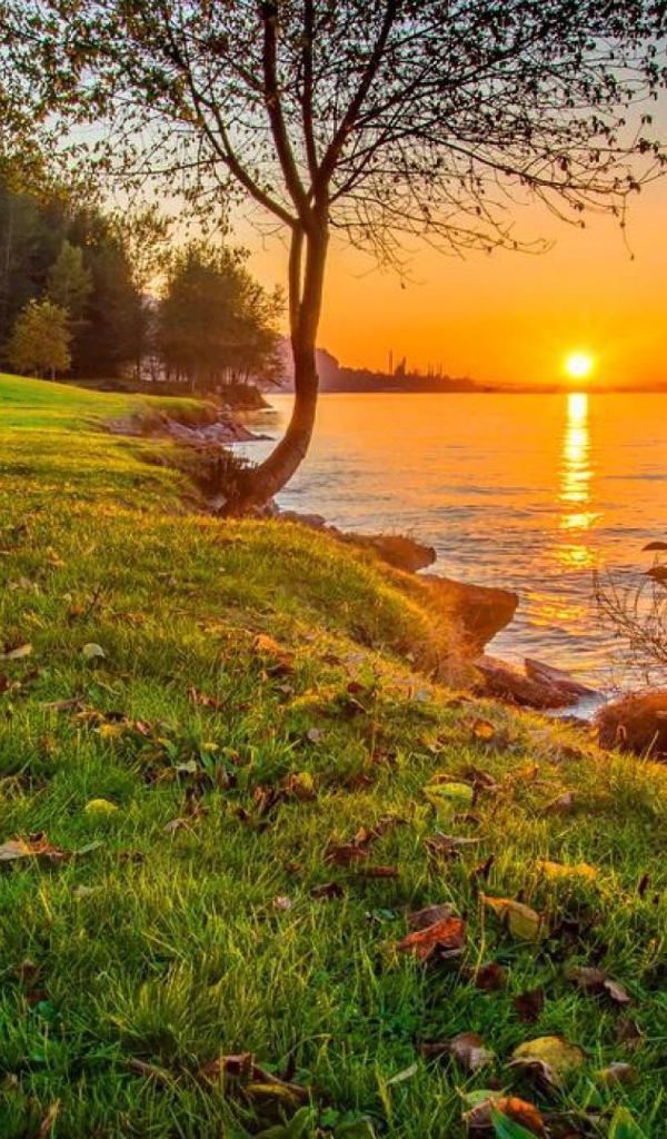 Зеленое побережье реки на закате