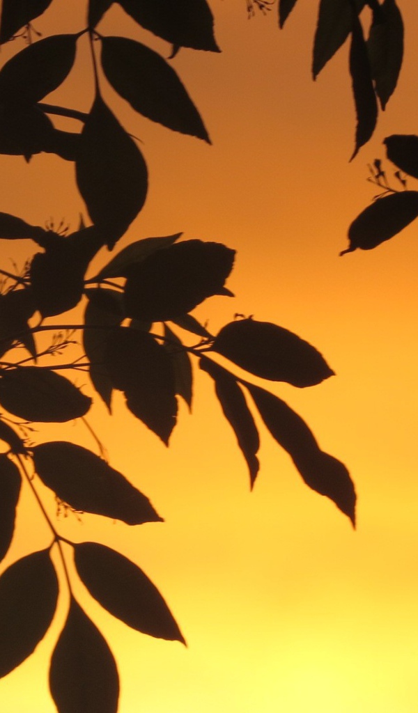 Листья на фоне оранжевого неба