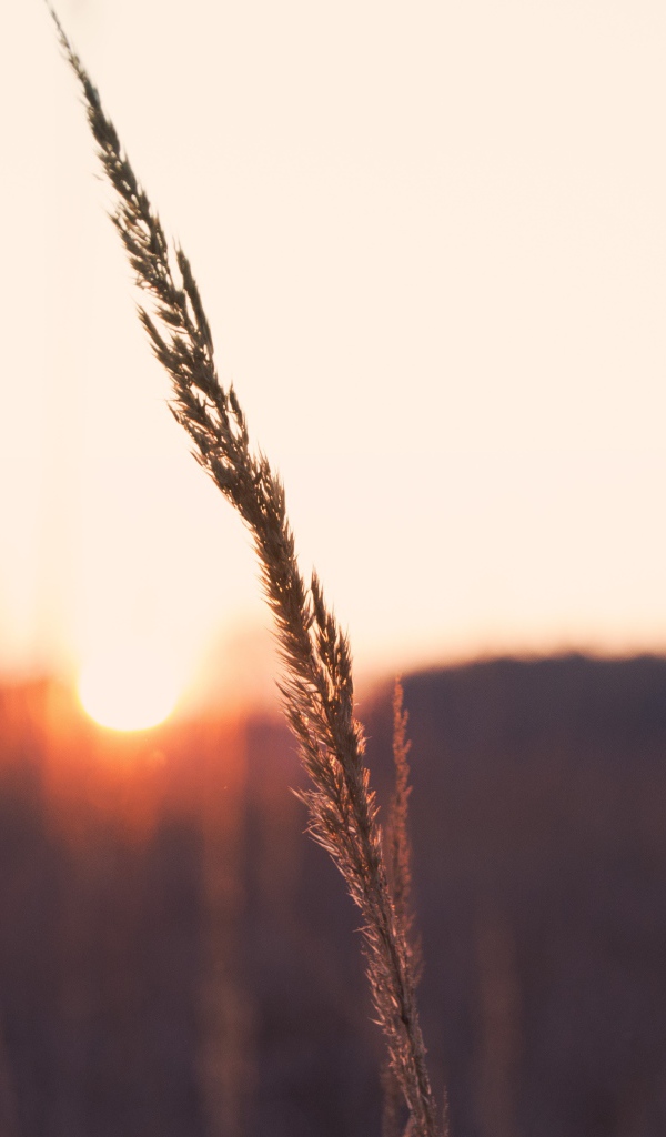 Одинокий колосок на фоне заката
