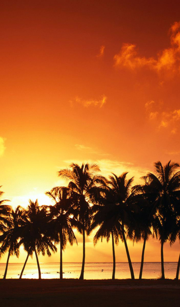 Оранжевый закат за пальмами