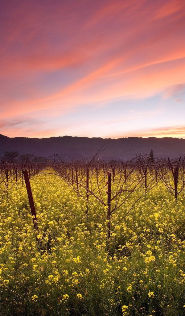 Красные облака над садом