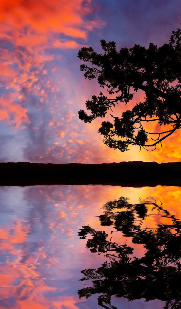 Силуэт дерева на фоне красных облаков