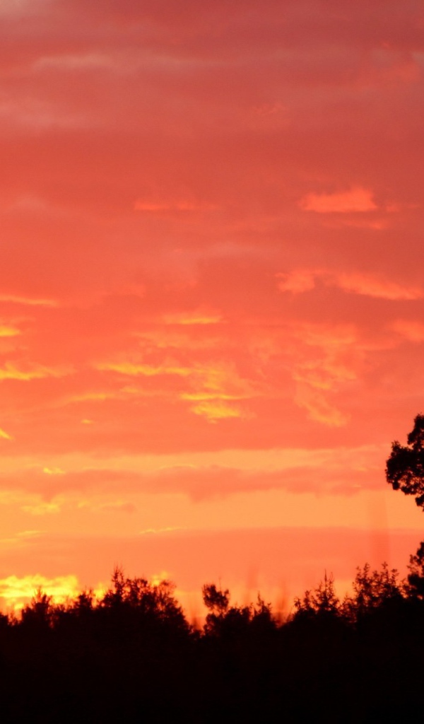 Силуэт дерева на красном фоне заката