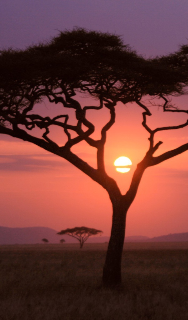 Скудная растительность саванны на закате солнца