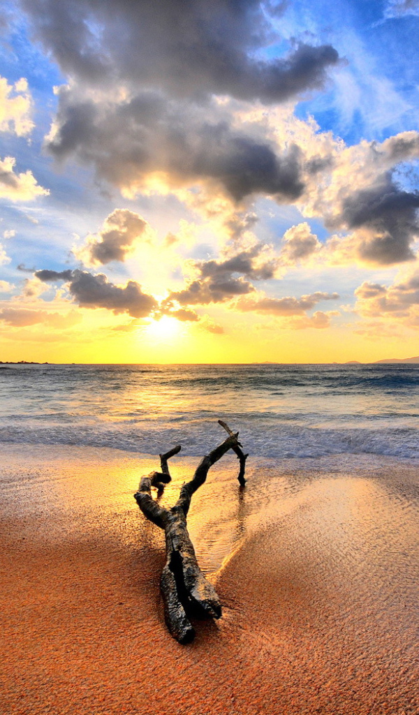 Закат на пляже с веткой