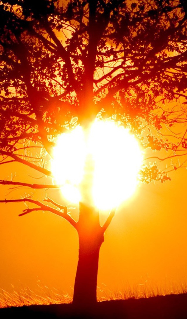 Солнце прячется за стволом дерева