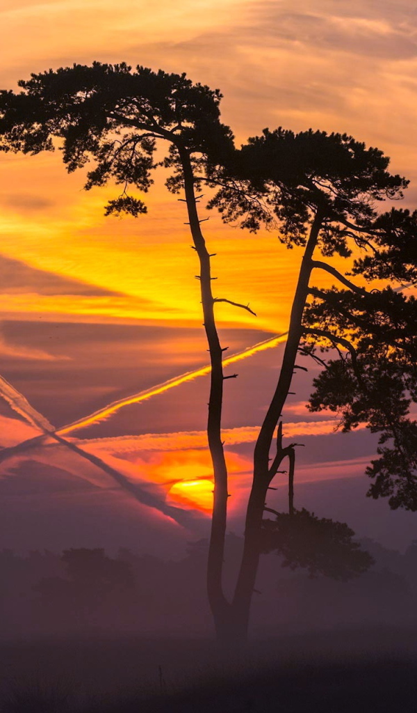 Следы самолетов на закате