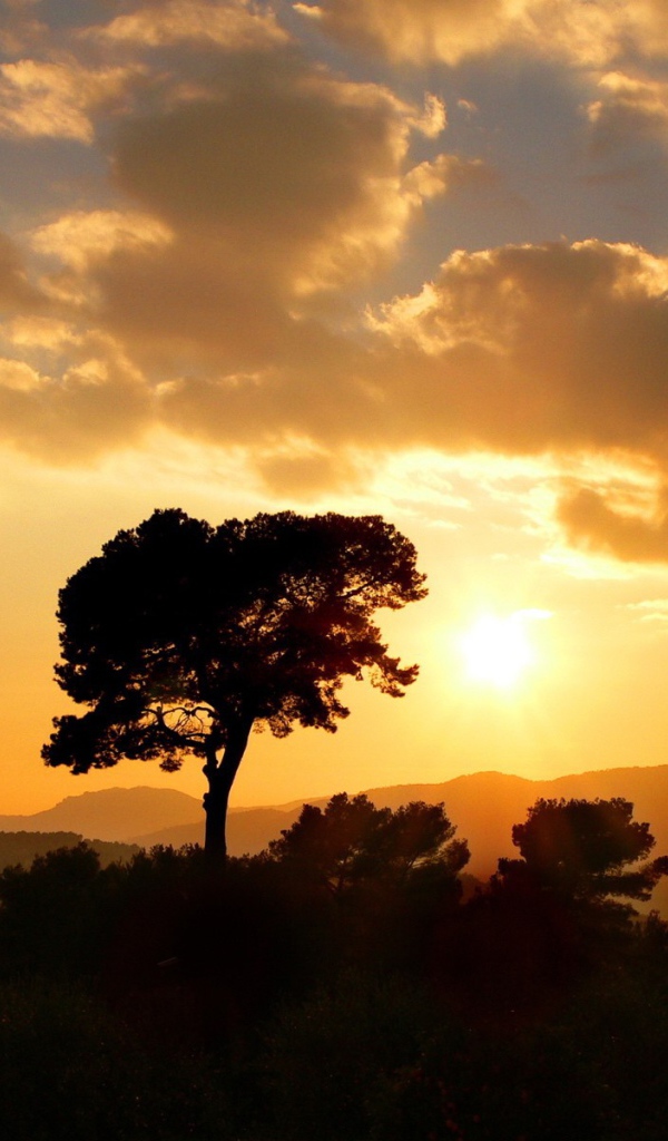 Дерево на фоне оранжевых облаков