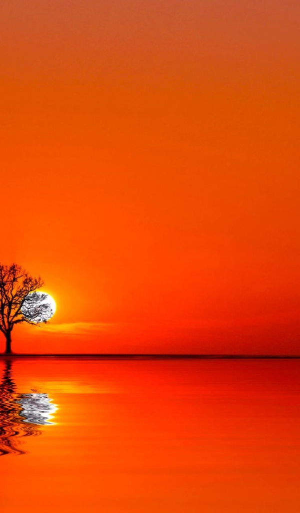 Дерево на закате между водой и небом