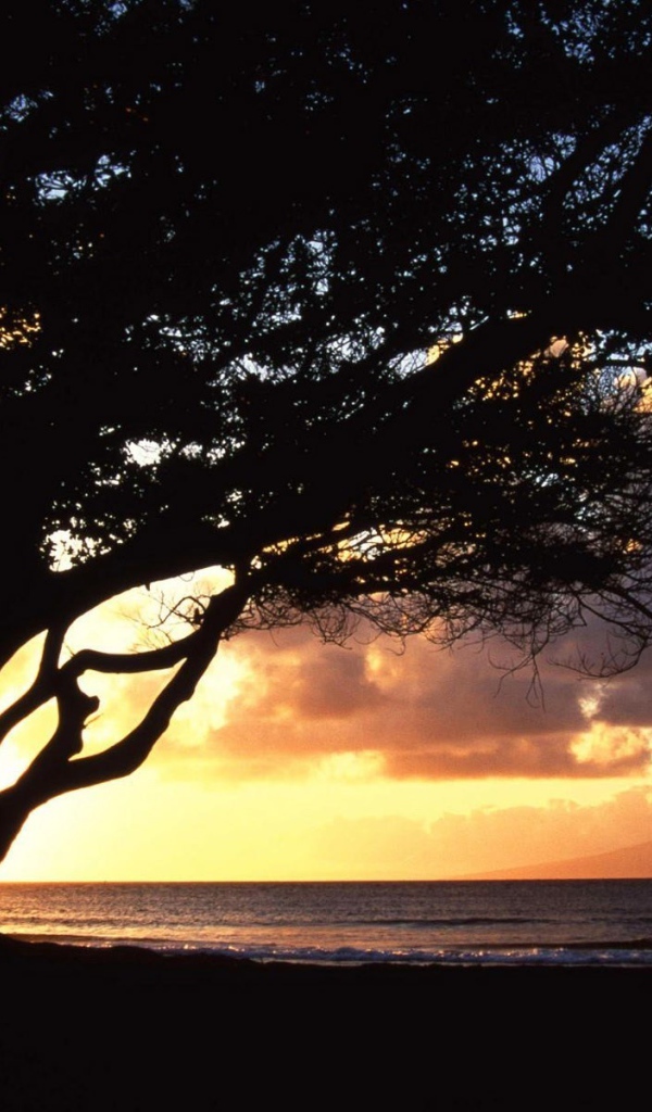 Дерево раскинуло ветви на фоне заката