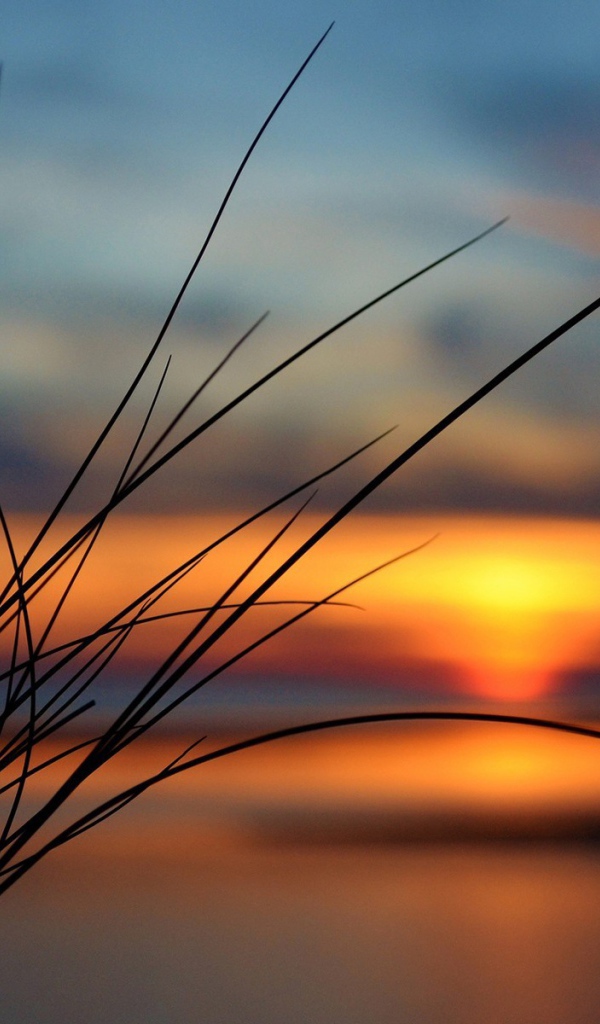 Пучок травы на фоне заката