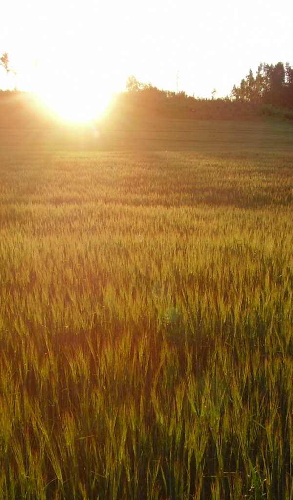 Солнце заходит за холм