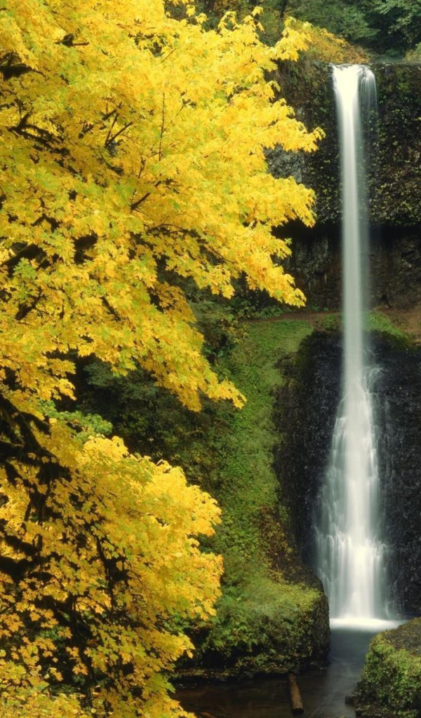 Маленький водопад в лесной чаще