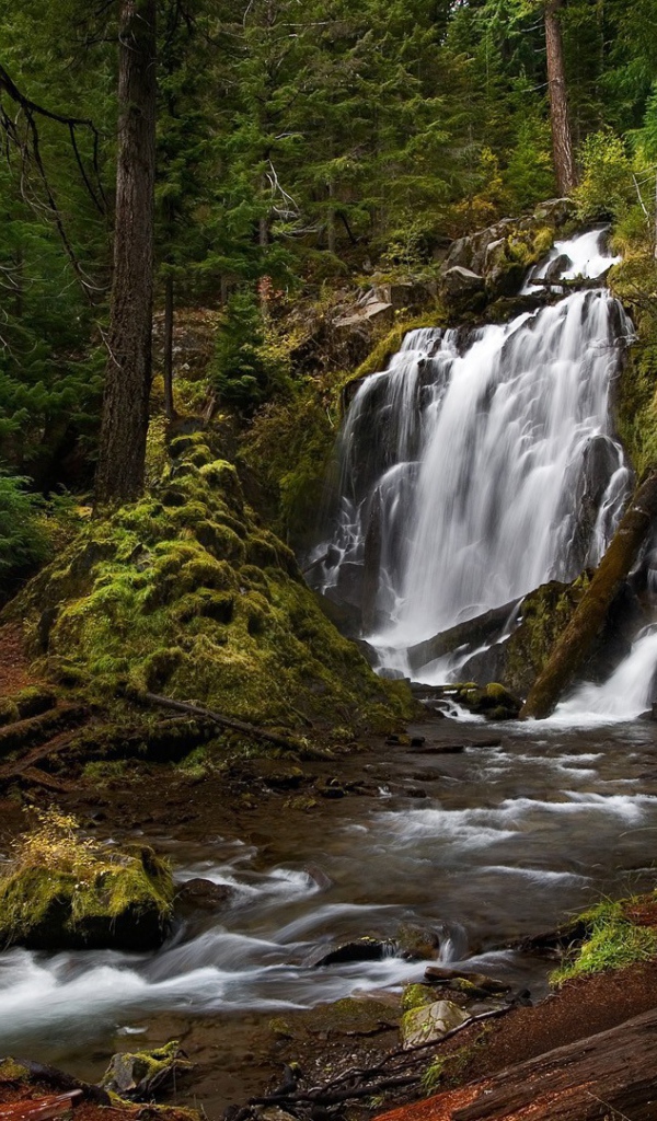 Водопад, скрытый в чаще леса