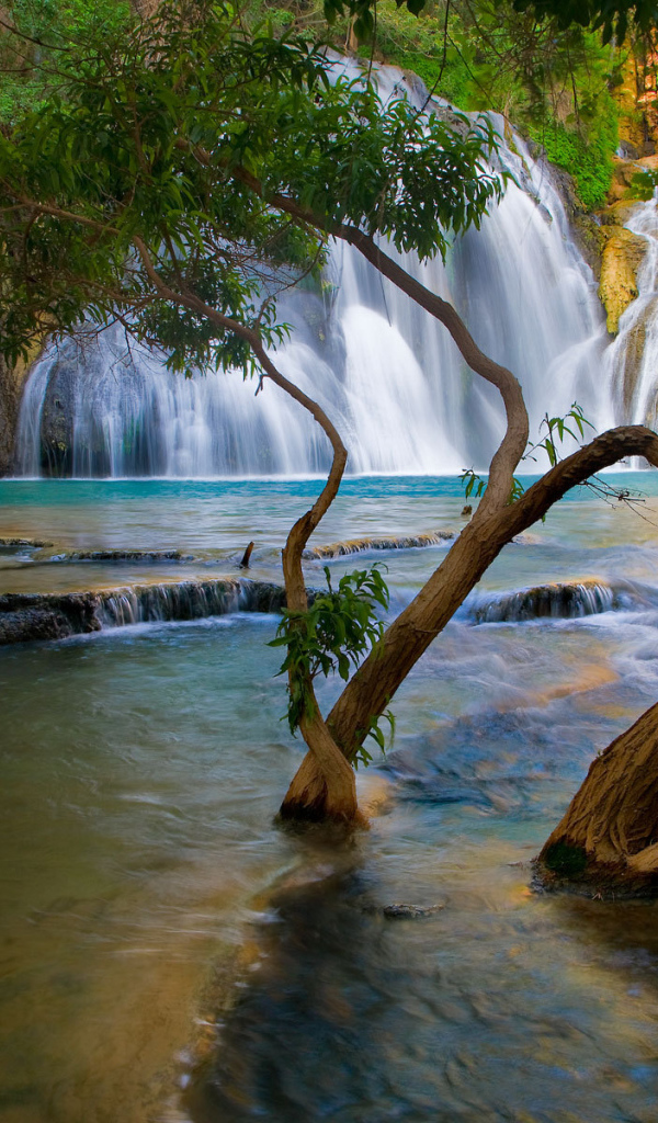 Деревья растут в реке