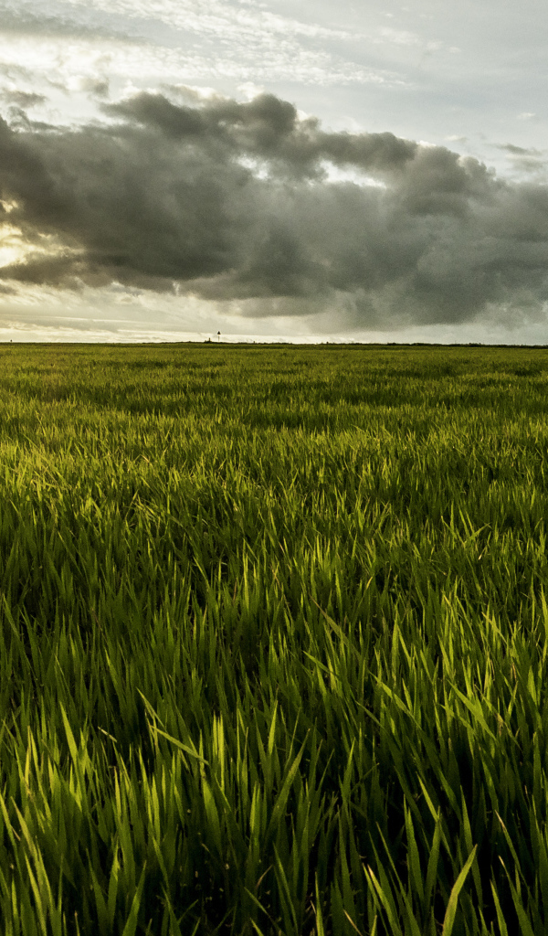 Фермерское поле в Румынии