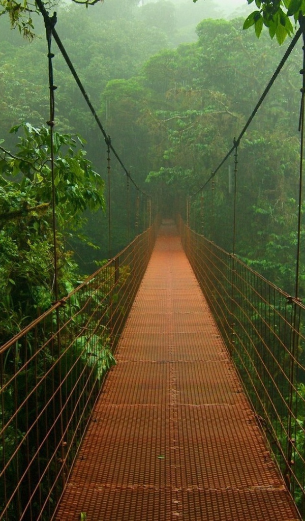 Мост в лесах Амазонии