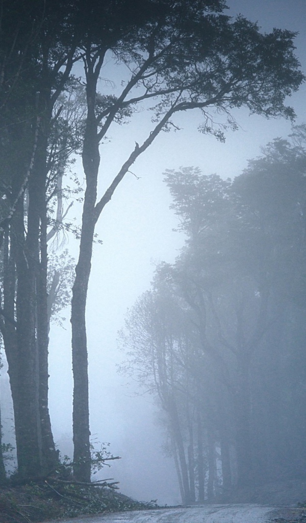 Туманный лес в Чили