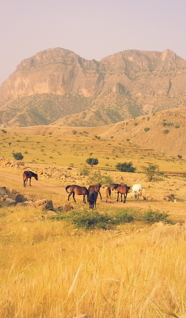 Табун лошадей в горах в Иране