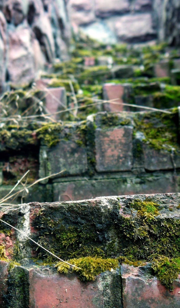 Поросшие мхом ступени