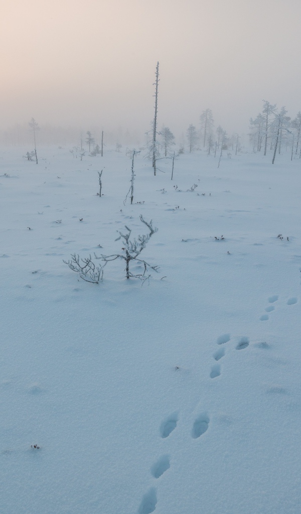 Покрытое снегом поле в Финляндии