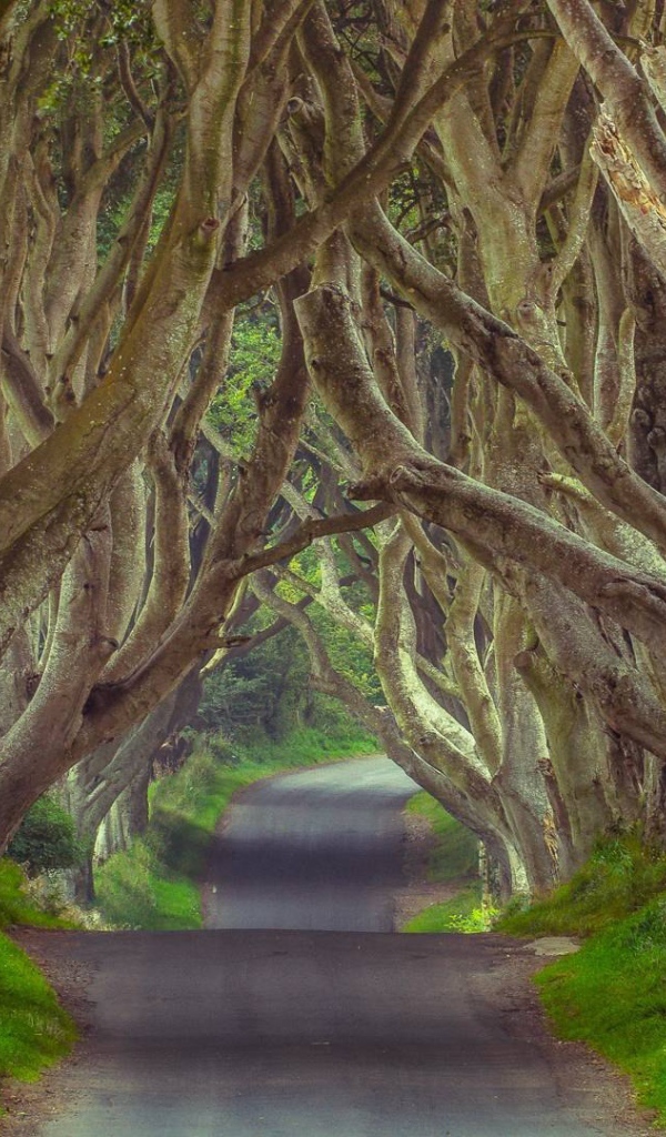 Таинственный лес, Северная Ирландия