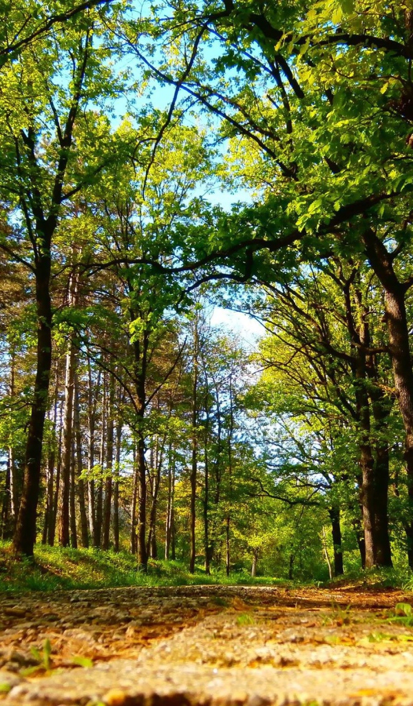 Дорога в старом лесу, Сербия