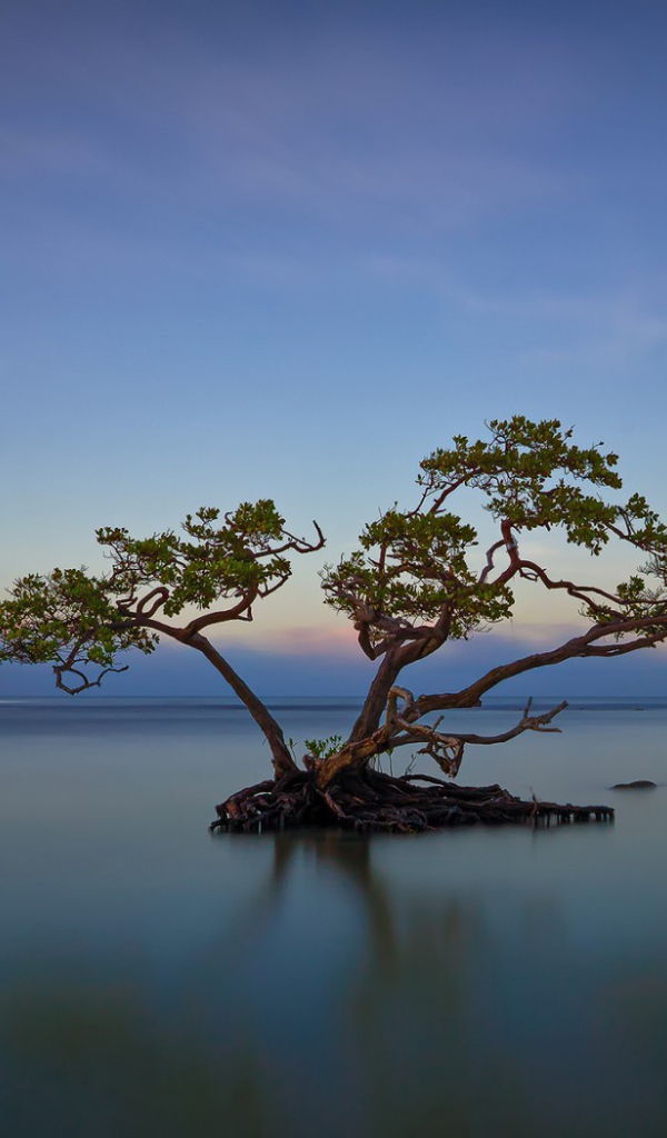 Дерево среди озера в Пуэрто-Рико