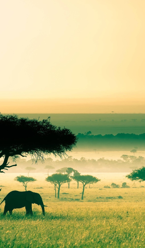 Слон под деревом, Африка