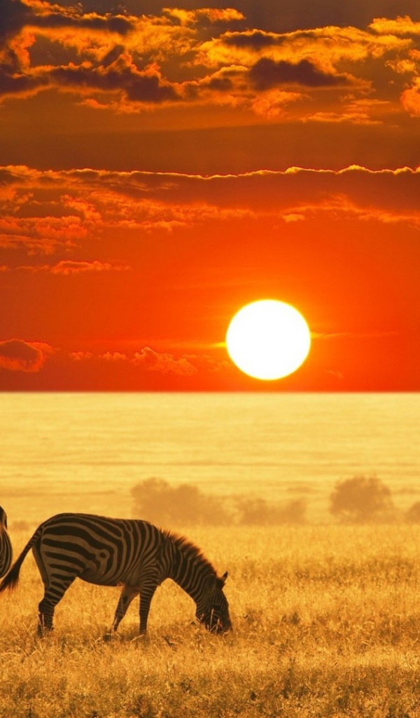 Зебры в поле на закате, Африка
