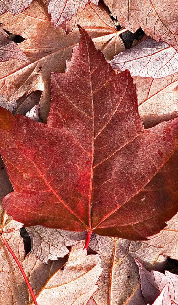 Флаг Канады из осенних листьев