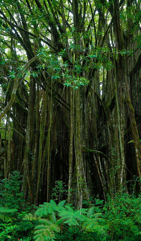 Густые заросли на Гавайях