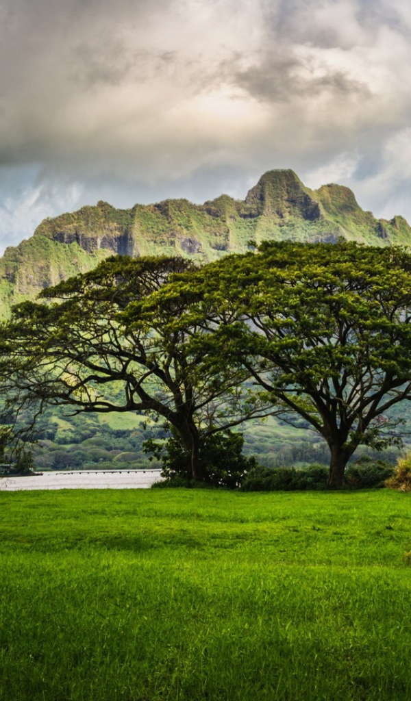 The vegetation of the islands of Hawaii