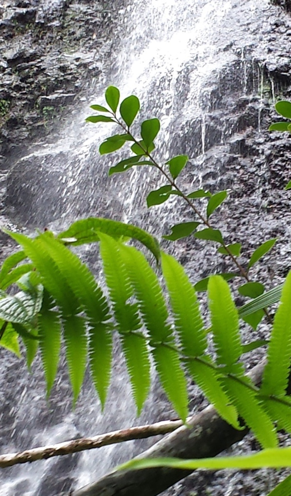 Водопад в заповеднике на Гавайях
