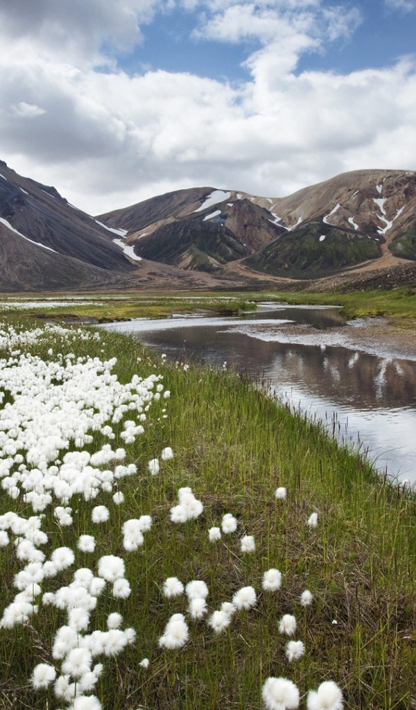 Полевые цветы в Исландии