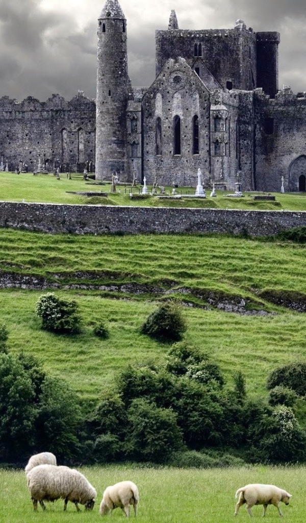 Овцы на пастбище у замка в Ирландии