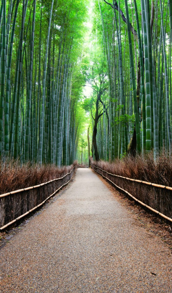 Бамбуковый лес Сагано в Киото, Япония