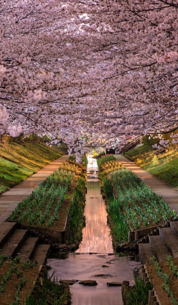 Весенний цветущий сад в Японии