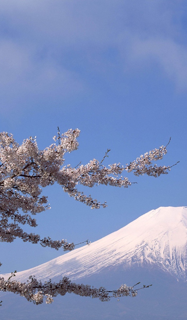 Белая вершина горы Фудзияма