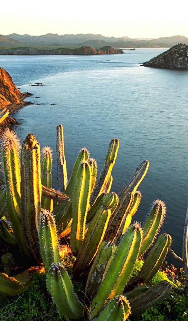 Кактусы на берегу моря в Мексике