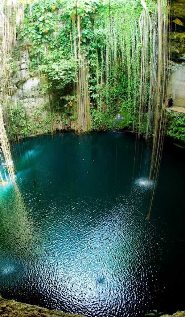 Лианы в пещере в Мексике