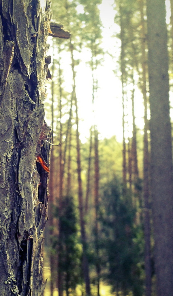 Лес в Мазурии, Польша