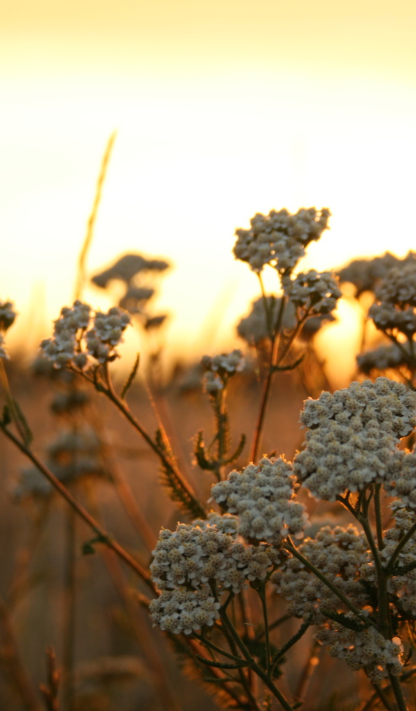 Полевые растения на фоне заката в Польше