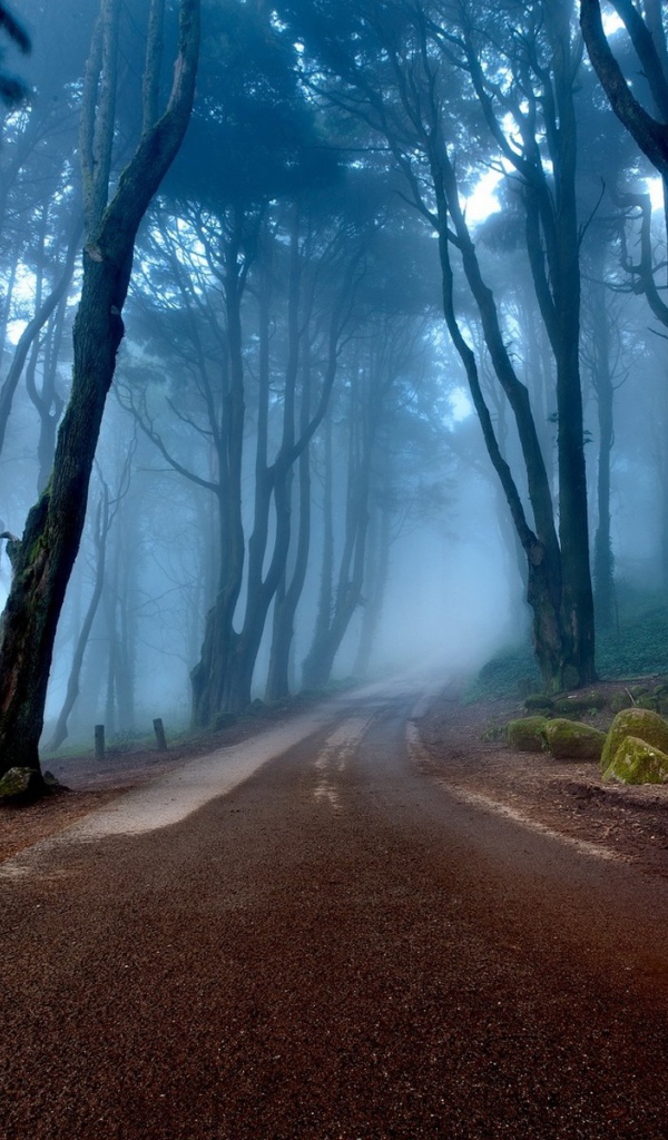 The road in the misty forest, Portugal